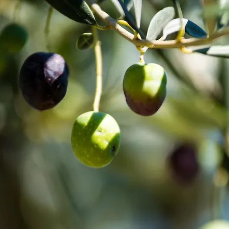 Διαμέρισμα Franica